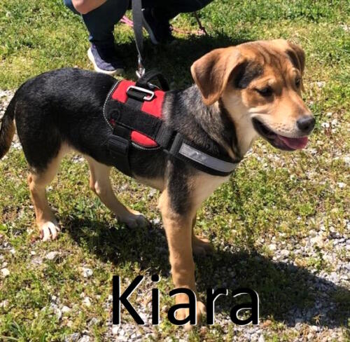 Stone County Humane Society
