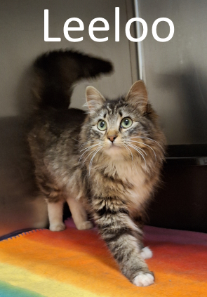 Stone County Humane Society