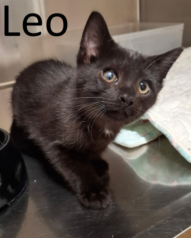 Stone County Humane Society
