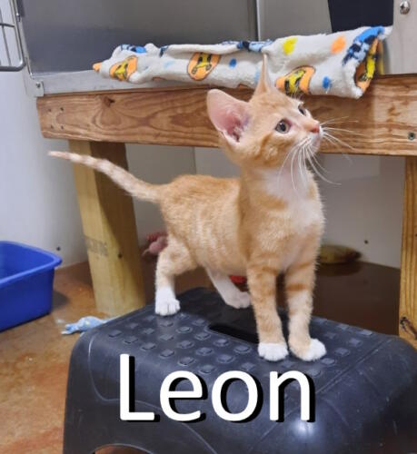 Stone County Humane Society