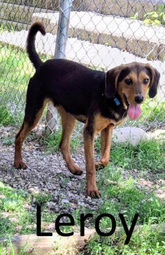 Stone County Humane Society