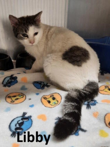 Stone County Humane Society