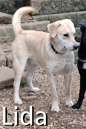 Stone County Humane Society