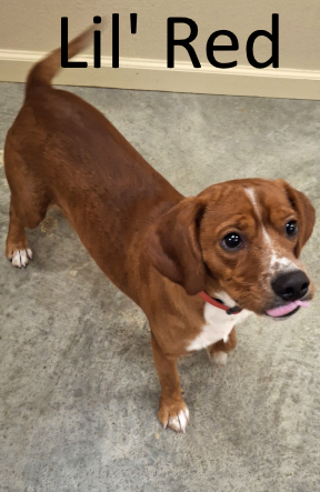 Stone County Humane Society