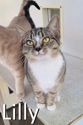 Stone County Humane Society