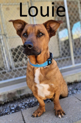 Stone County Humane Society