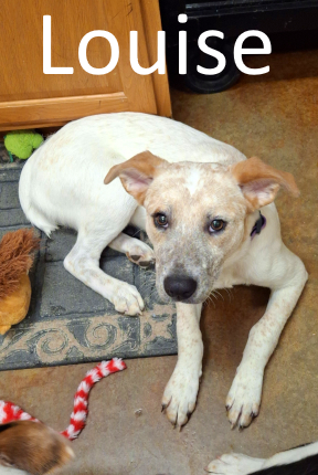 Stone County Humane Society
