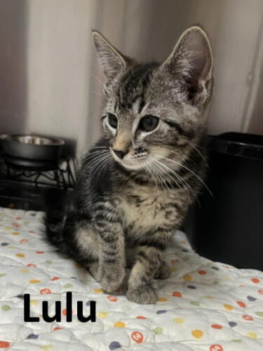 Stone County Humane Society