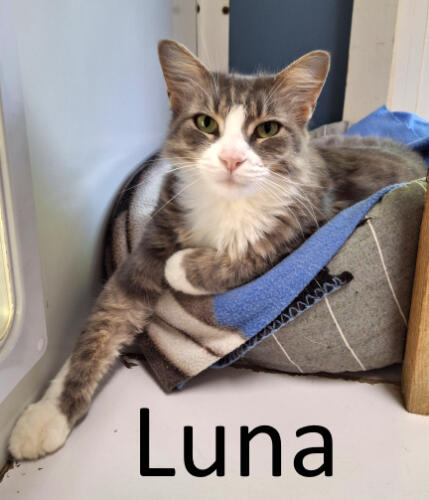 Stone County Humane Society