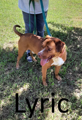 Stone County Humane Society