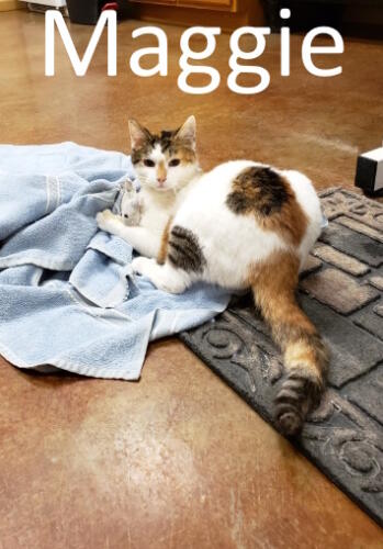 Stone County Humane Society
