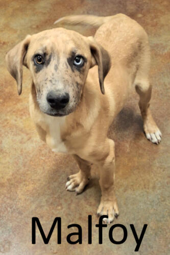 Stone County Humane Society
