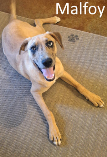 Stone County Humane Society