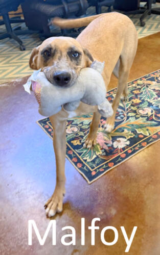 Stone County Humane Society, Catahoula Mix