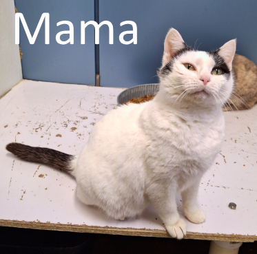 Stone County Humane Society