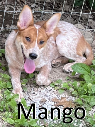 Stone County Humane Society