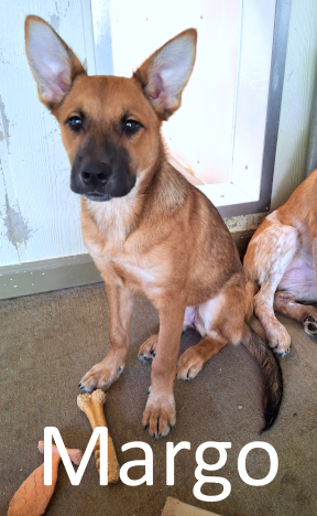 Stone County Humane Society
