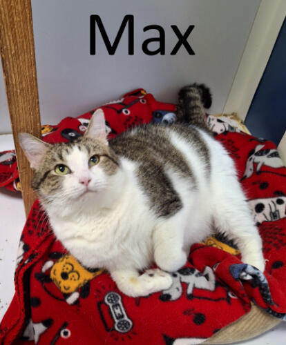 Stone County Humane Society