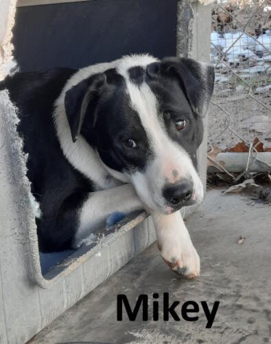 Stone County Humane Society