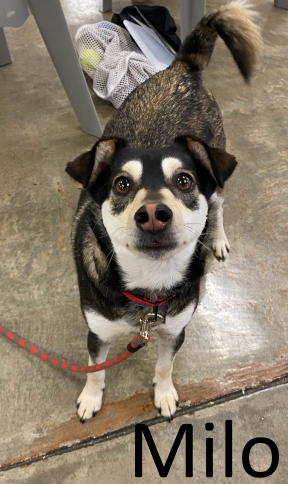 Stone County Humane Society