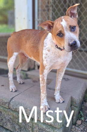 Stone County Humane Society