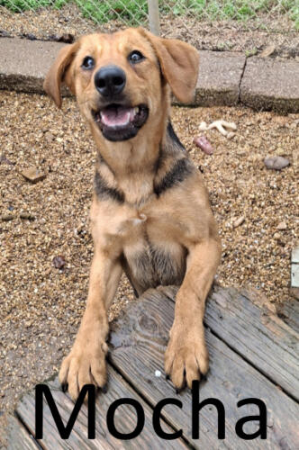 Stone County Humane Society