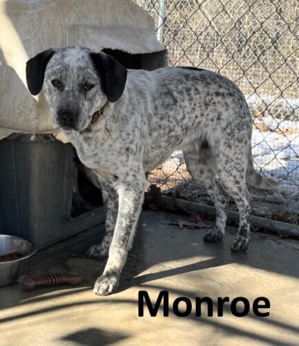 Stone County Humane Society