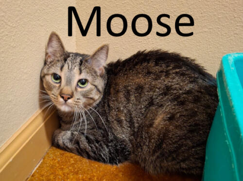 Stone County Humane Society