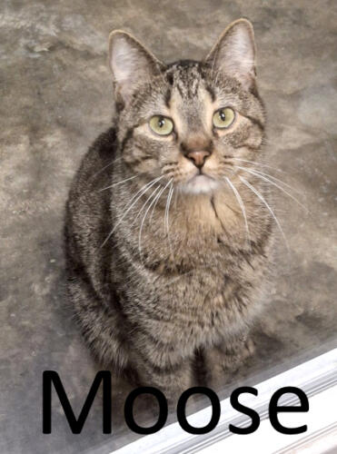 Stone County Humane Society