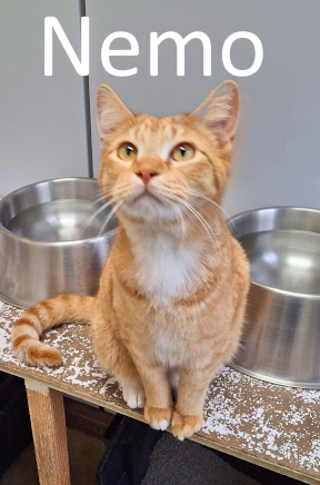 Stone County Humane Society