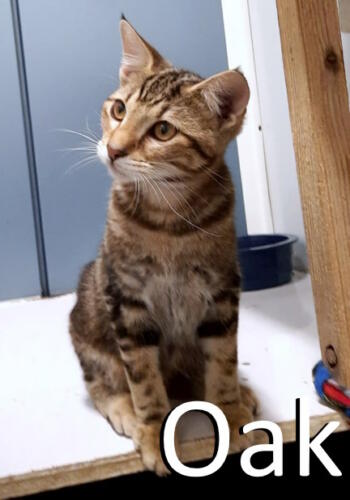 Stone County Humane Society