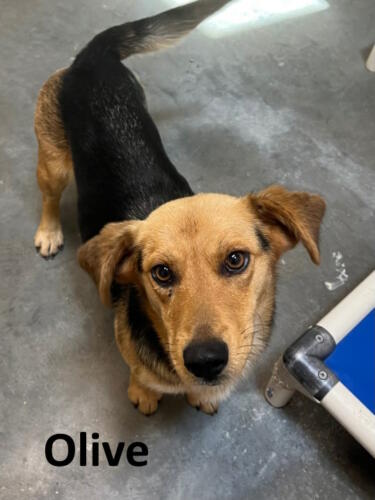 Stone County Humane Society