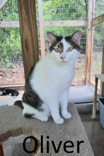 Stone County Humane Society