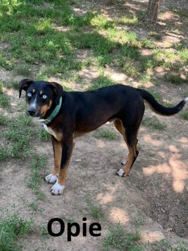 Stone County Humane Society