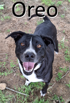 Stone County Humane Society