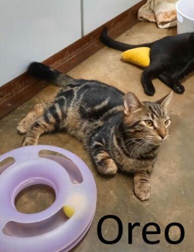 Stone County Humane Society