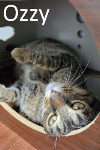 Stone County Humane Society, Tabby 