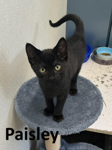 Stone County Humane Society