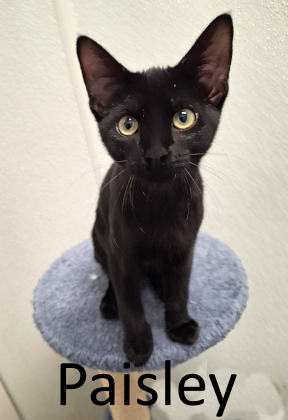 Stone County Humane Society