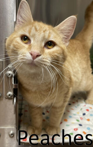 Stone County Humane Society