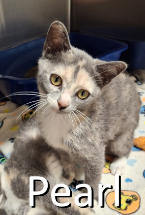 Stone County Humane Society