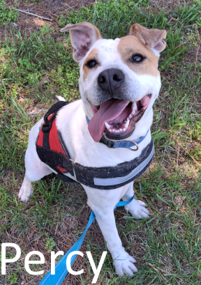 Stone County Humane Society