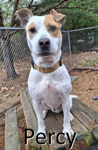 Stone County Humane Society