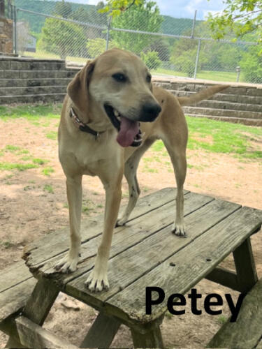 Stone County Humane Society