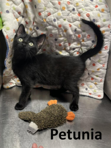 Stone County Humane Society