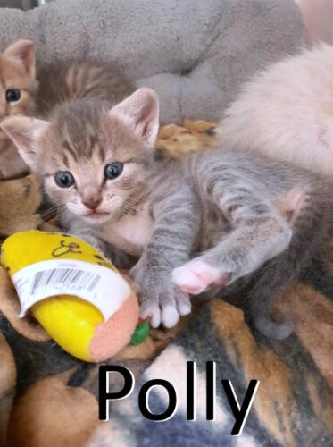 Stone County Humane Society