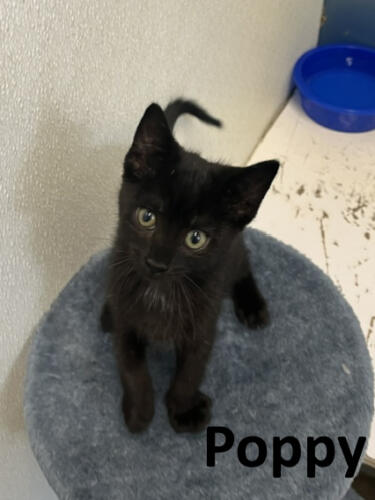 Stone County Humane Society
