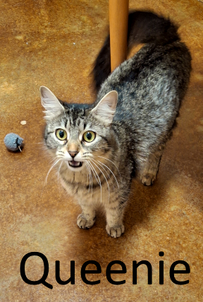 Stone County Humane Society