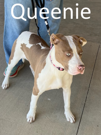 Stone County Humane Society