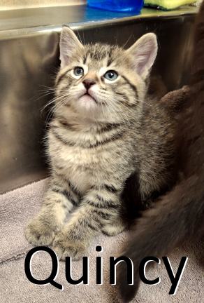 Stone County Humane Society